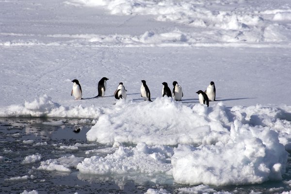 Adelie Penguins, Pygoscelis adeliae