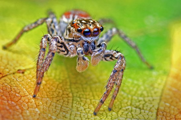 Jumping spider