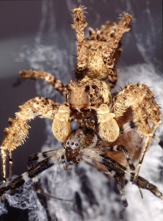 Fringed Jumping Spider (Portia sp.) eating a spider