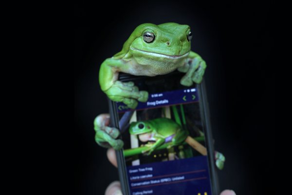 Frog sitting on a mobile phone