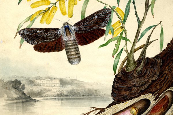 Illustration of a butterfly