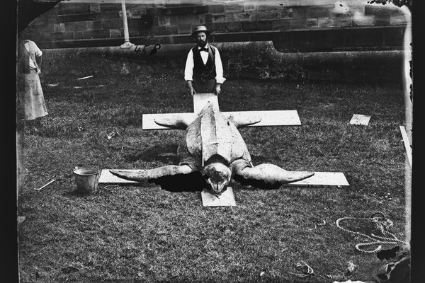 AMS351/V00458 Gerard Krefft holding up a freshly caught Leatherback Turtle, Dermchelys coriacea, in the museum's grassy grounds. From a glass plate negative. Date: unknown. Photographer: Henry Barnes Sr.