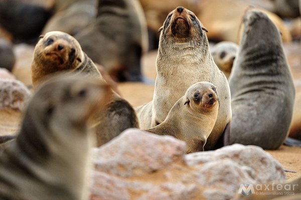 Australian fur seals(<i>Arctocephalus pusillus doriferus</i>).