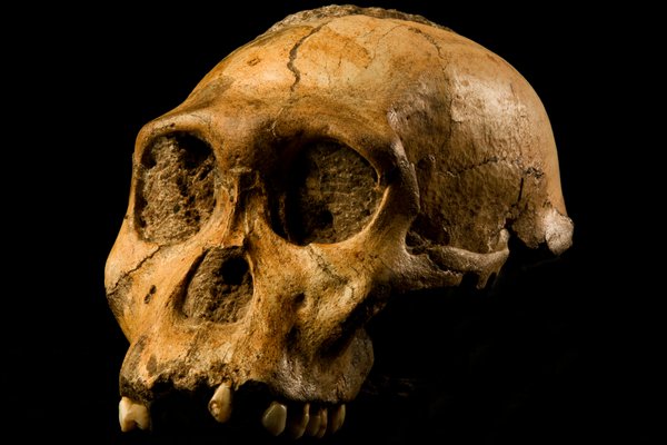 Australopithecus sediba skull