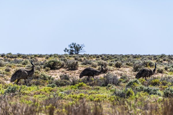 Barka - Kinchega National Park - 6 December 2022