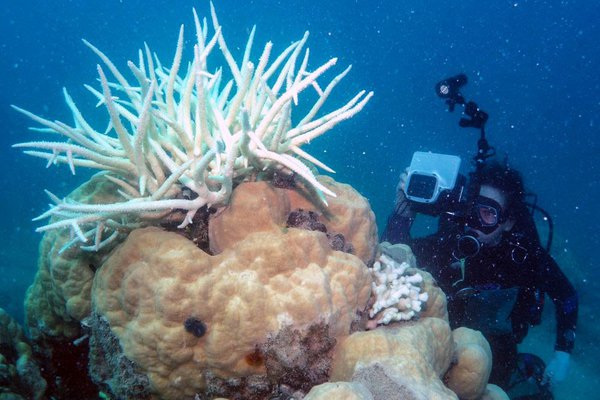 Coral Bleaching Lizard Island