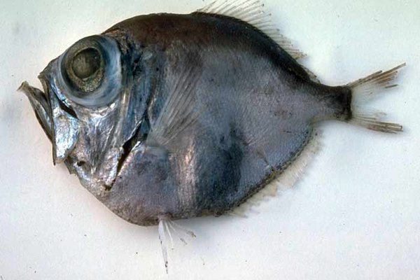 Discfish, Diretmus argenteus