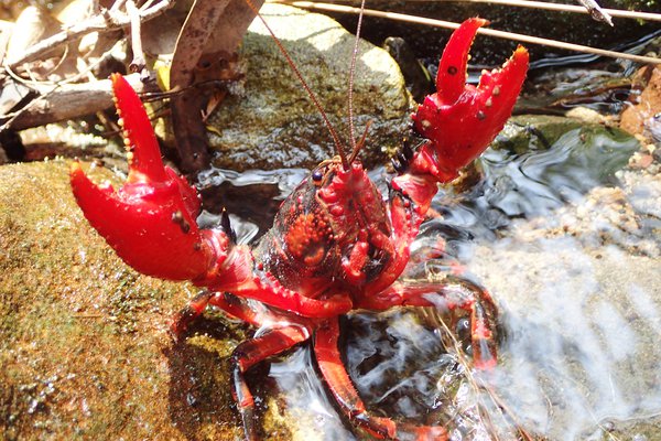 Spiny Crayfish, Euastacus australasiensis, Heathcote National Park.