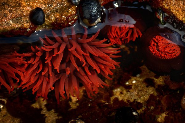 Anemones