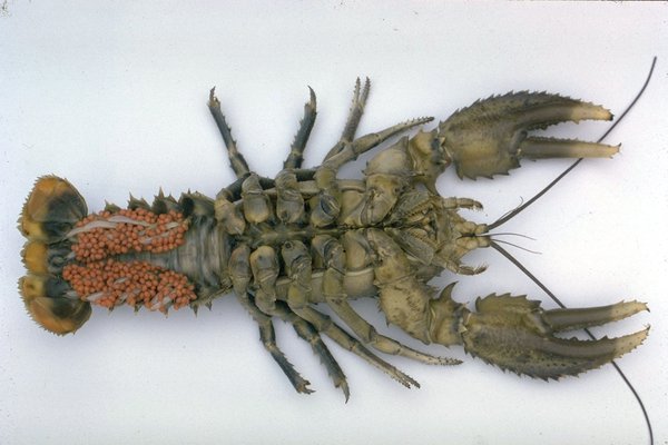 Female Crayfish with eggs