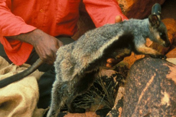 A black-footed rock-wallaby from Townsend Ridges, WA