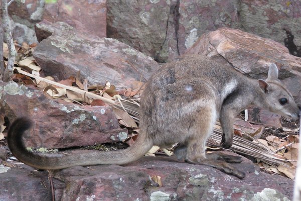 Figure 1. The distribution of Wilkins’ Rock-wallaby, Petrogale wilkinsi in the Top End of the Northern Territory, overlaps with that of a smaller species the Nabarlek, Petrogale concinna