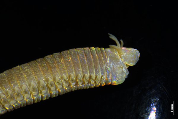 Marphysa banana, anterior end. lateral view.