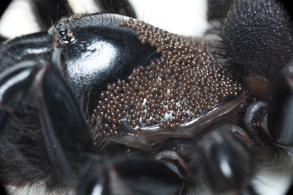 Funnel-web Hadronyche sp