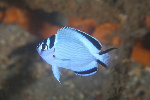 Watanabe's Angelfish Genicanthus watanabei