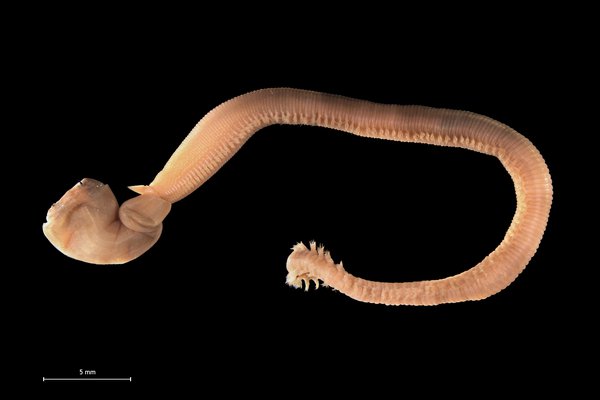 Predatory polychaete (common bloodworm) from the Belgian coastal waters