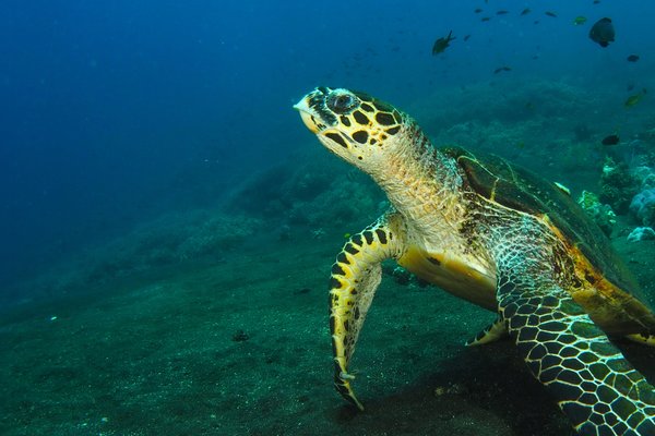 Hawksbill Sea Turtle Eretmochelys imbricata, Susanne Spindlerr, some rights reserved (CC BY-NC-ND)