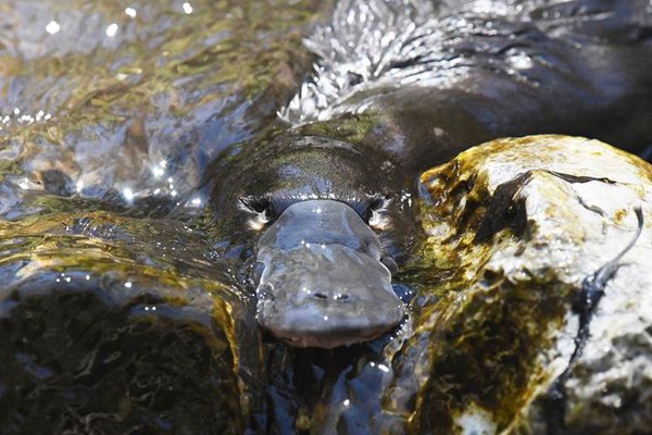 Platypus, Ornithorhynchus anatinus