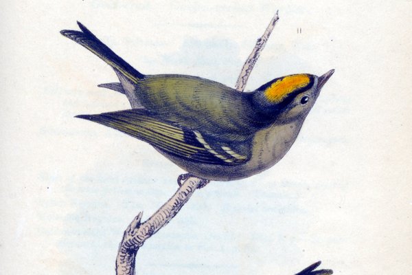 Sylvia Regulus, Gold-crested Warbler in Zoological illustrations