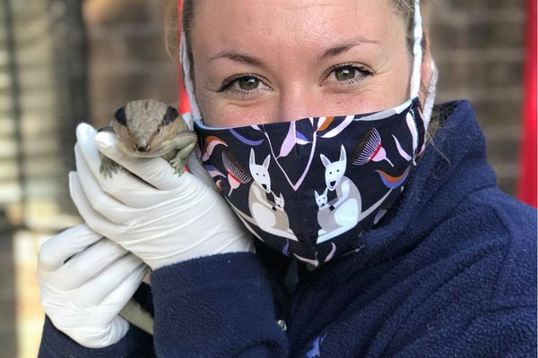 PhD Candidate Amber O. Brown holding a Centralian blue tongue (Tiliqua multifasciata) prior to volatilome sampling.