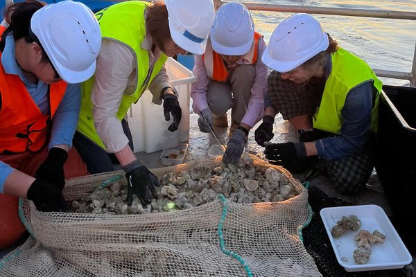 Animals brought up on deck via the beam trawl, ready for sorting.