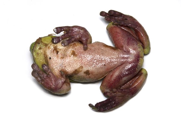 Dead Green Tree Frog (Litoria caerulea) from winter 2022