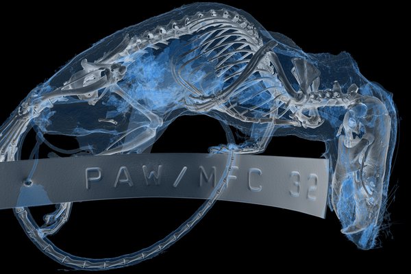 Pseudohydromys ellermani microCT scan