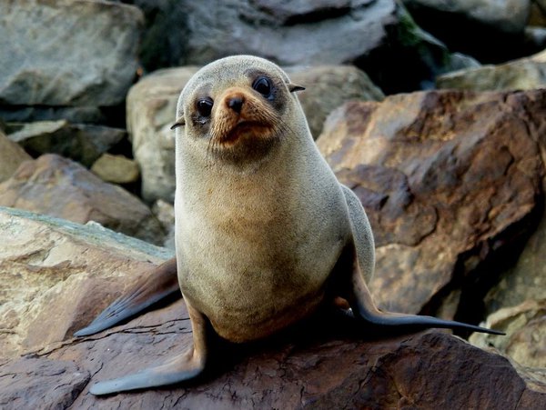 new zealand fur seals