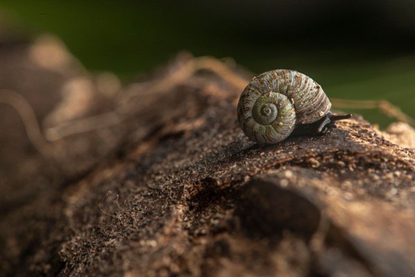 Newly rediscovered species Pseudocharopa balli. Image: Justin Gilligan