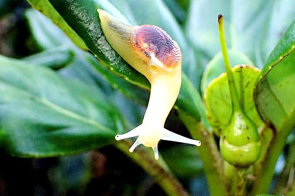 Land snail of Lord Howe Island