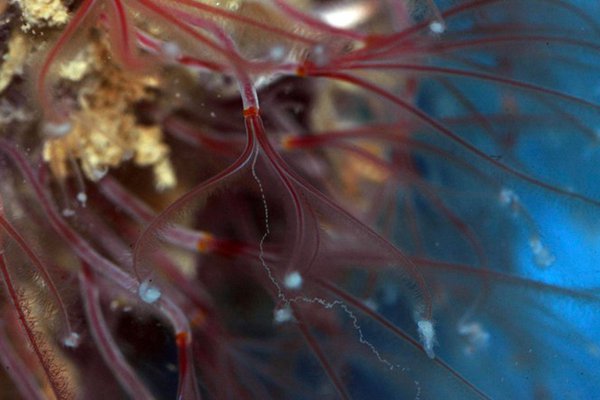 Osedax sp. Photograph taken in a laboratory aquarium, by Greg Rouse.