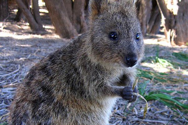 Quokka