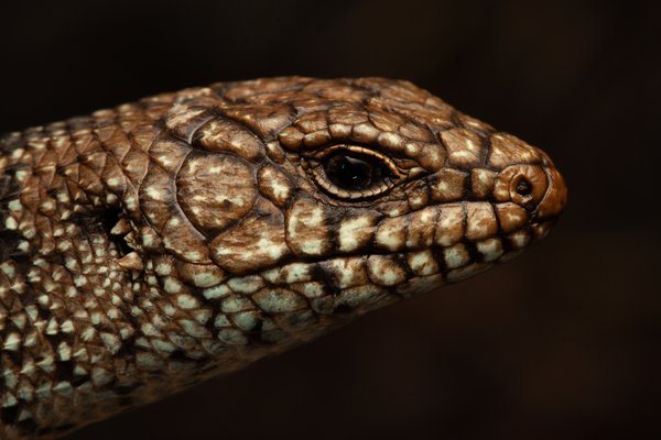 R.185792 Cunningham's Skink (Egernia cunninghami)