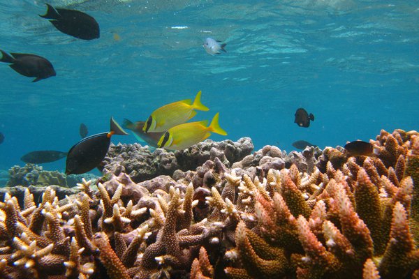 Rabbitfishes at Lizard Island