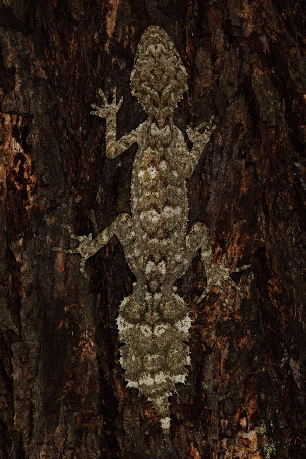 Leaf-tailed Gecko