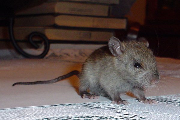 Black Rat juvenile