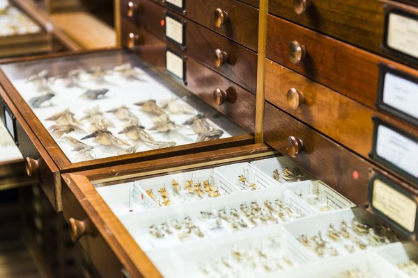 Entomology Collection Area 2018