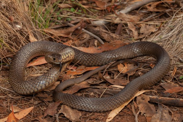 Eastern Brown Snake (Pseudonaja textilis)