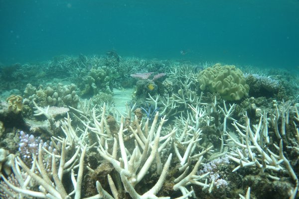 Coral Bleaching Lizard Island