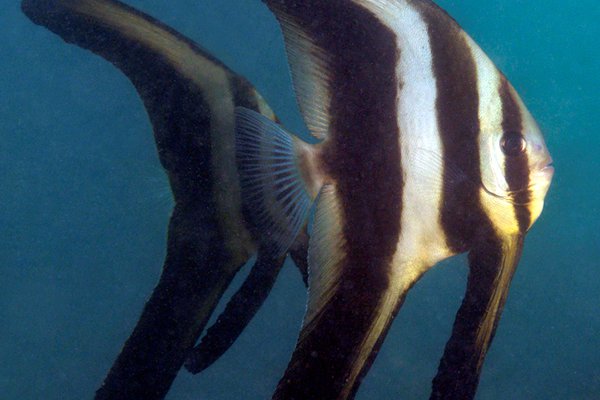 Roundface Batfish, Platax teira