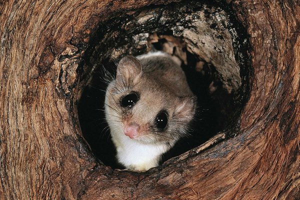 Feathertail glider