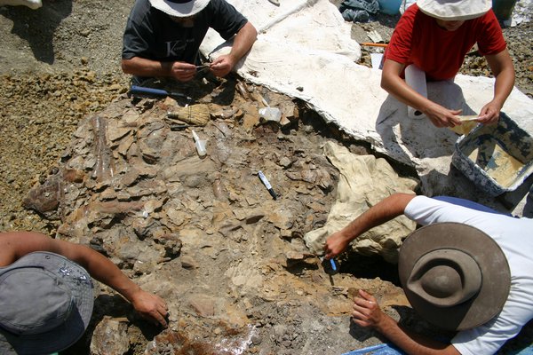 Centrosaurus apertus slab