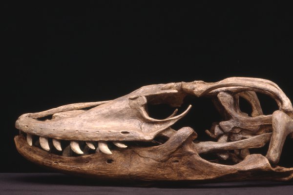 Megalania prisca