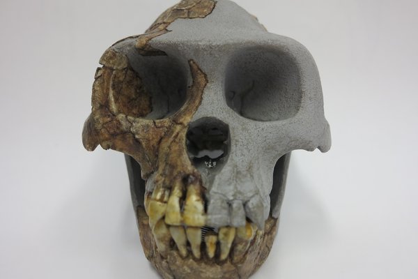 Ardipithecus ramidus skull