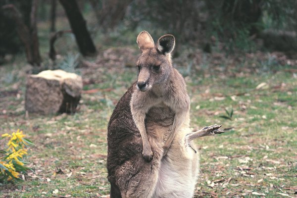 Macropus giganteus