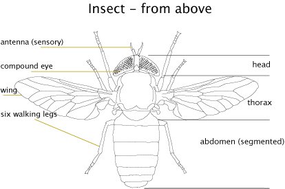 Insect Diagram