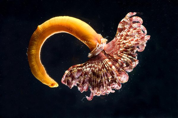 Polychaete - Sabellastarte sp.