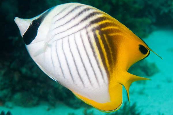 Threadfin Butterflyfish, Chaetodon auriga