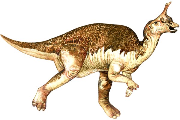 Tsintaosaurus