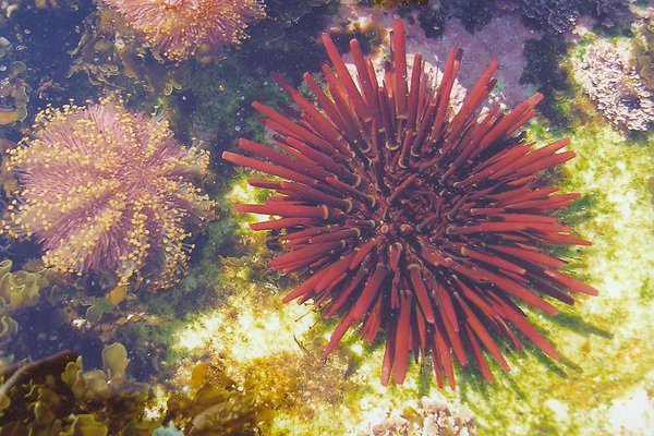 Sea Urchins